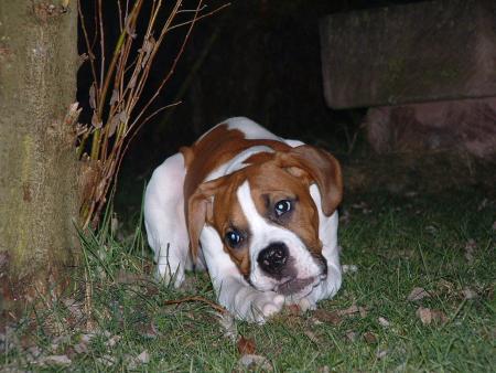 tyson3