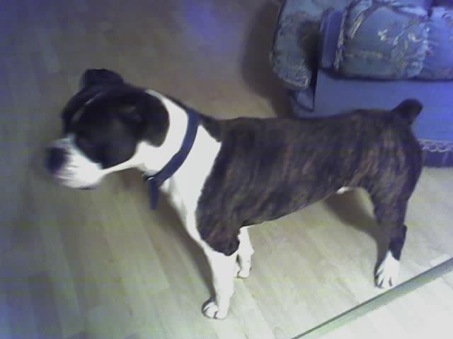 tyson3