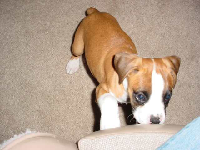tyson4