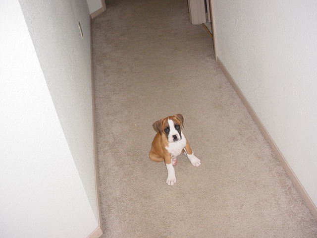 tyson5
