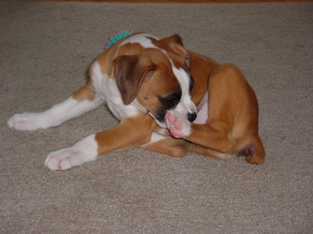 tyson6