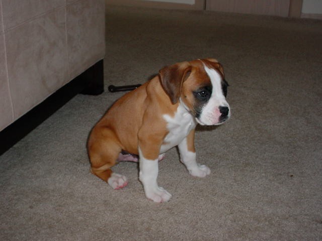 tyson8