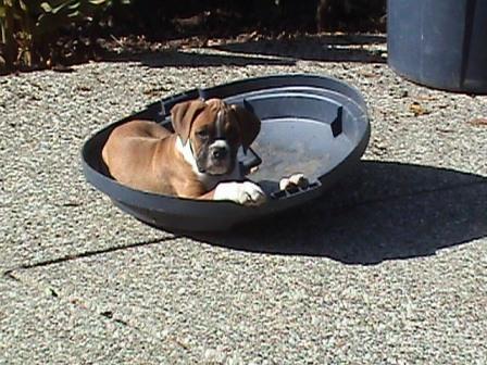 Tyson_chillin