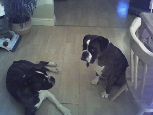 Tyson_georgia_4