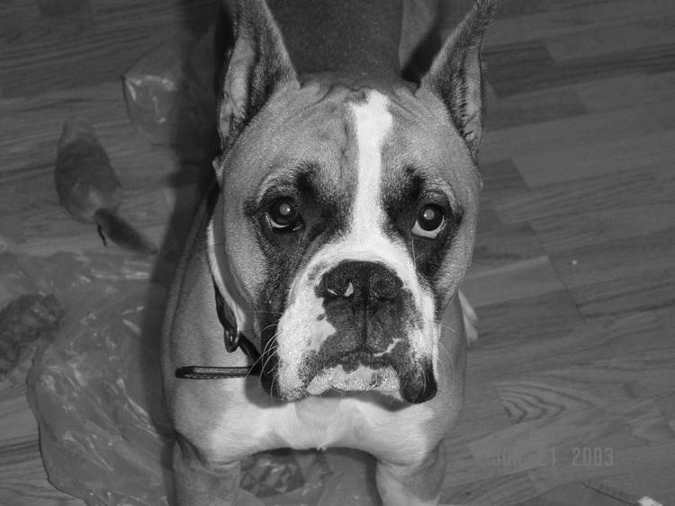 Tyson_in_B_W