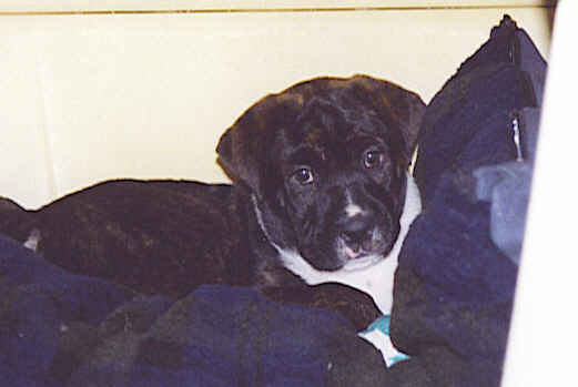 Tyson_the_wonder_dog_1