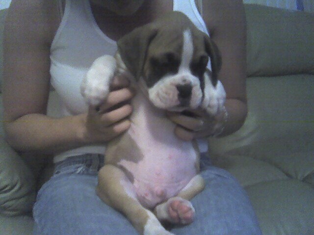 Tyson's big belly!