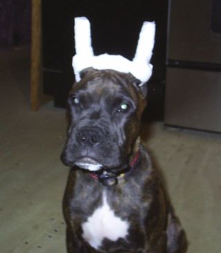Tyson's Ear Wrap