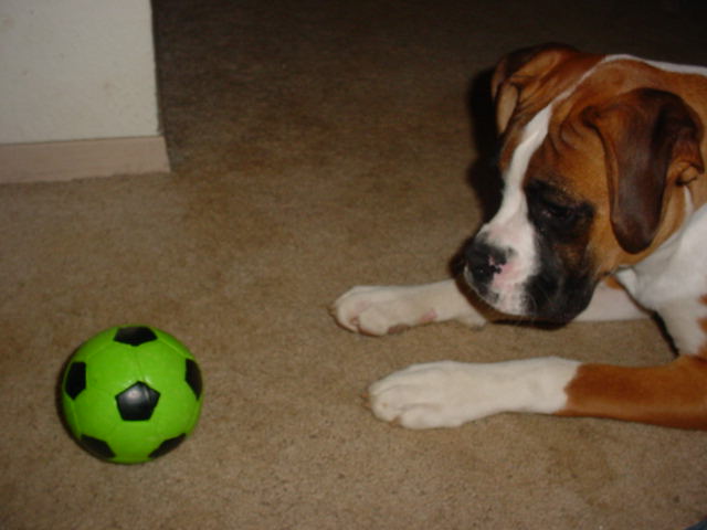 Tyson's favorite squeaky ball