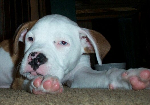 tytus