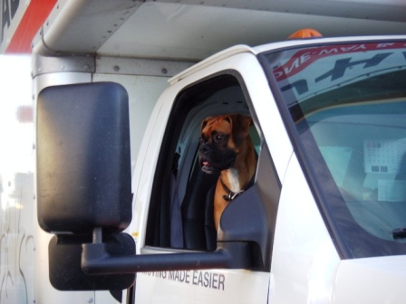 Uhaul Dog