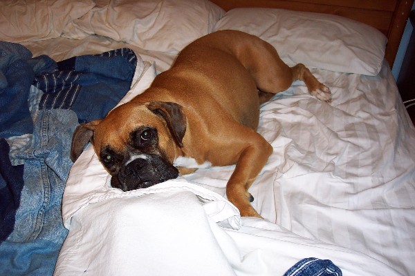 Um, isn't this MY bed?