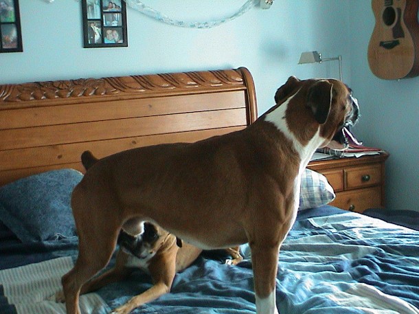Um,.. what IS THAT THING????