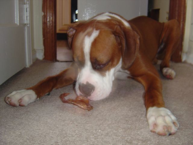 ummm...pigs ears are good