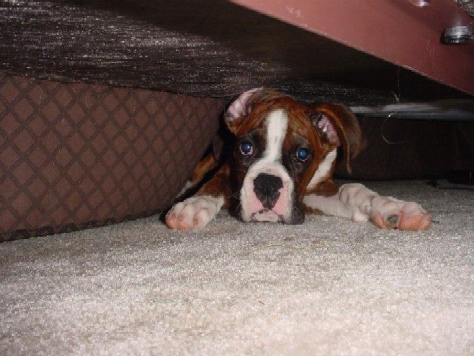 Under the bed 2