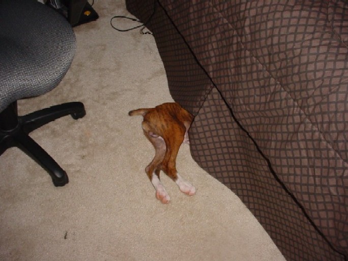 Under the bed