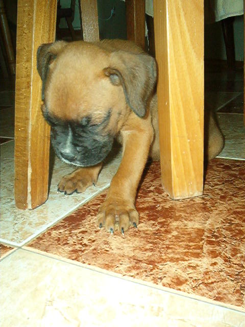 Under the table