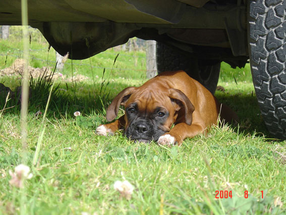 under the truck