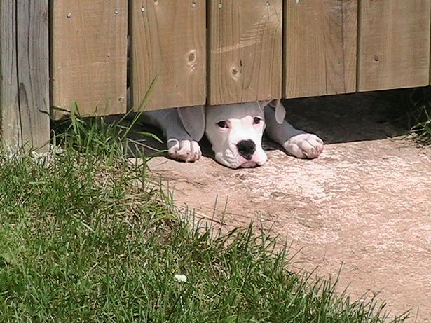 under_fence