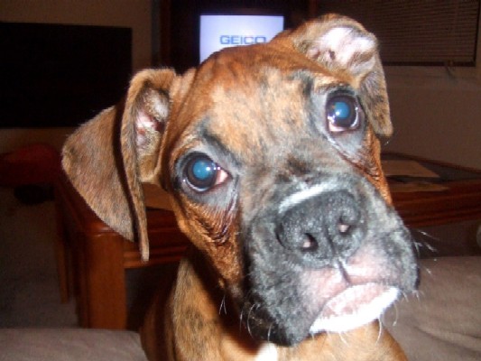Up Close & Personal (13 weeks old)
