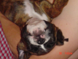 Upside Down Boxer