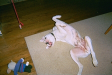 Upside Down Harley