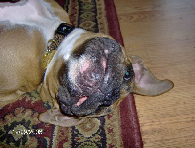 Upside down silly boy