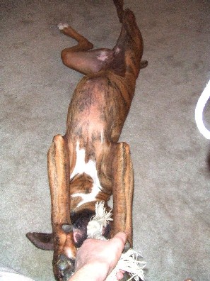 Upside Down Tug of War