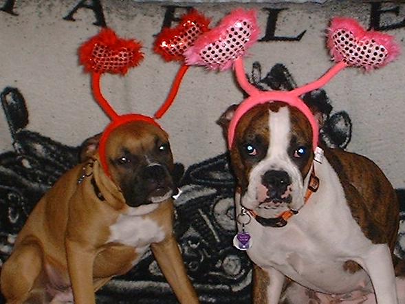 Valentine boxer puppies