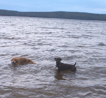 Vegas and Abby having a dip
