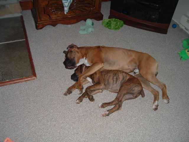 Vegas and Reno napping