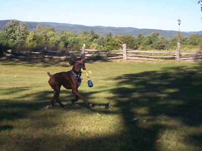 Vegas and the Kong