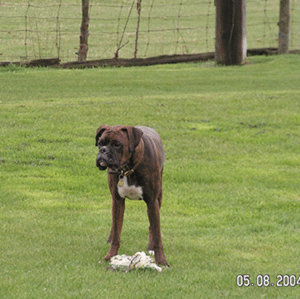 Vegas at 19 months