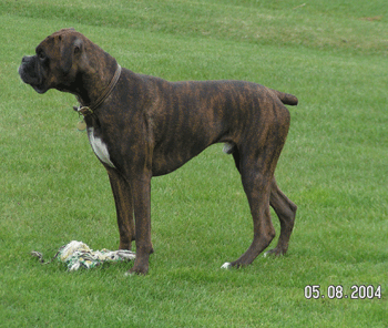 Vegas at 19 months