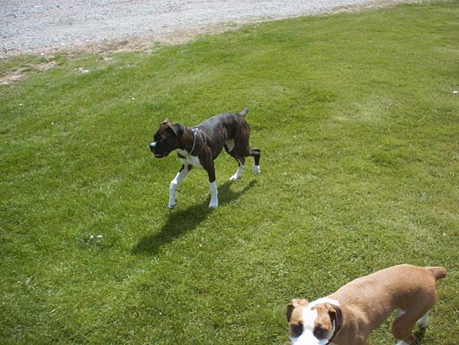 Vegas at 6 1/2 months and Jersey at 1 1/2 years.