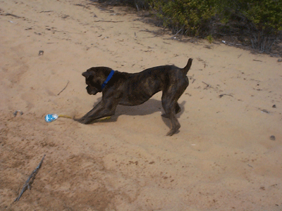 Vegas at the beach