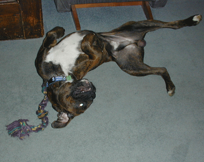 Vegas being silly