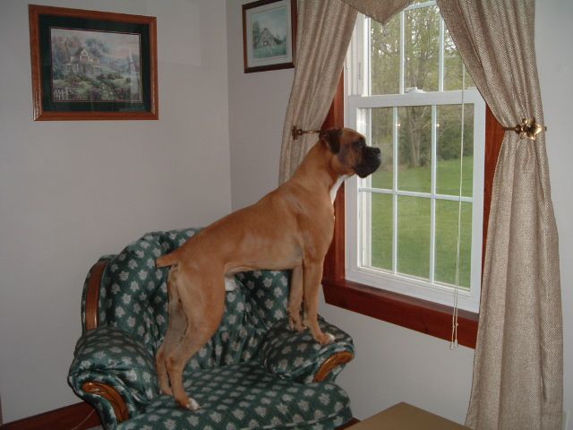 Vegas checking out the backyard.