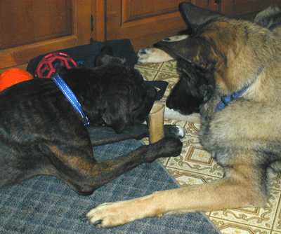 Vegas & Chico