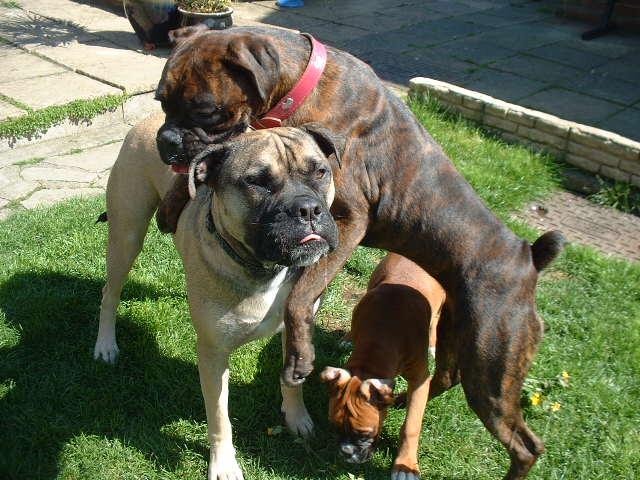 Vegas, Lola & Zebedee