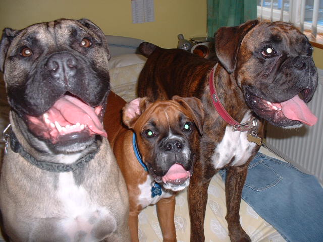 Vegas, Zeb & Lola hijacking nannies bed