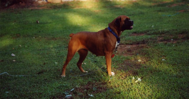 Very Happy Boxer