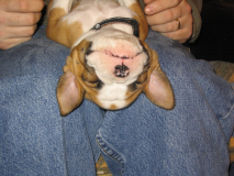 very relaxed bruno