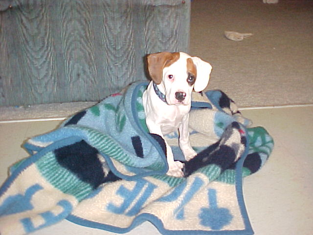 Very sick Petey
