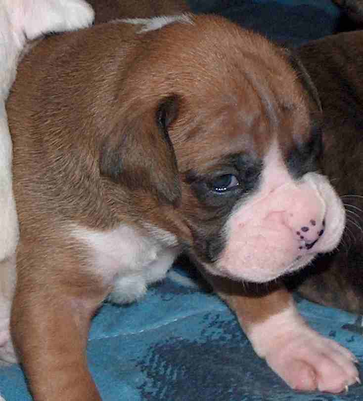 very young Knucklehead