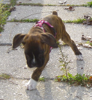 Vilma 10 weeks