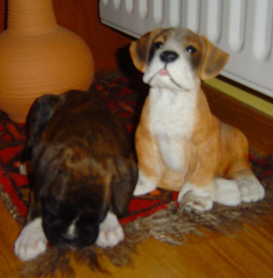 vilma and the boxer