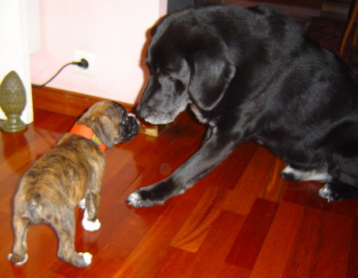 vilma making friends