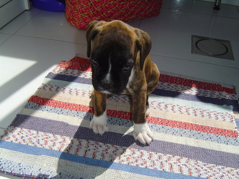 vilma