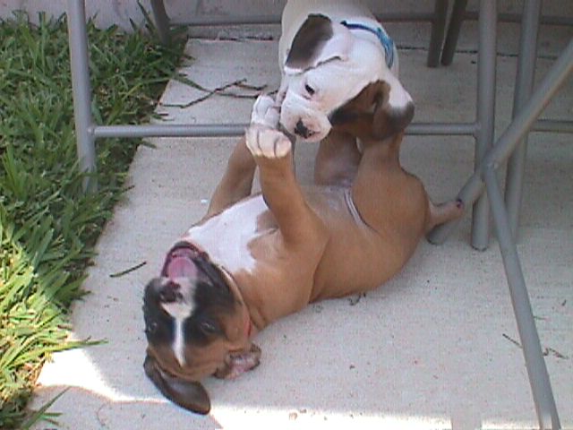 Vince and Joli